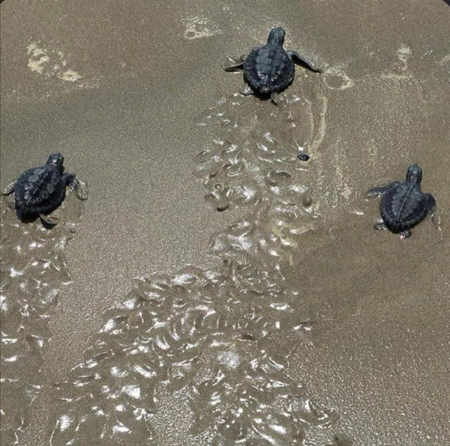 Gasthuis Turtle