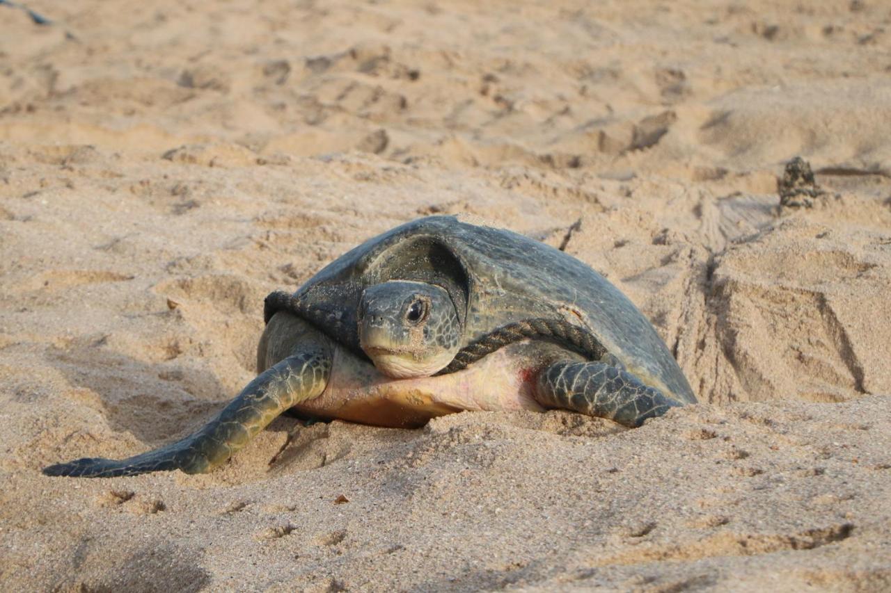 Gasthuis Turtle
